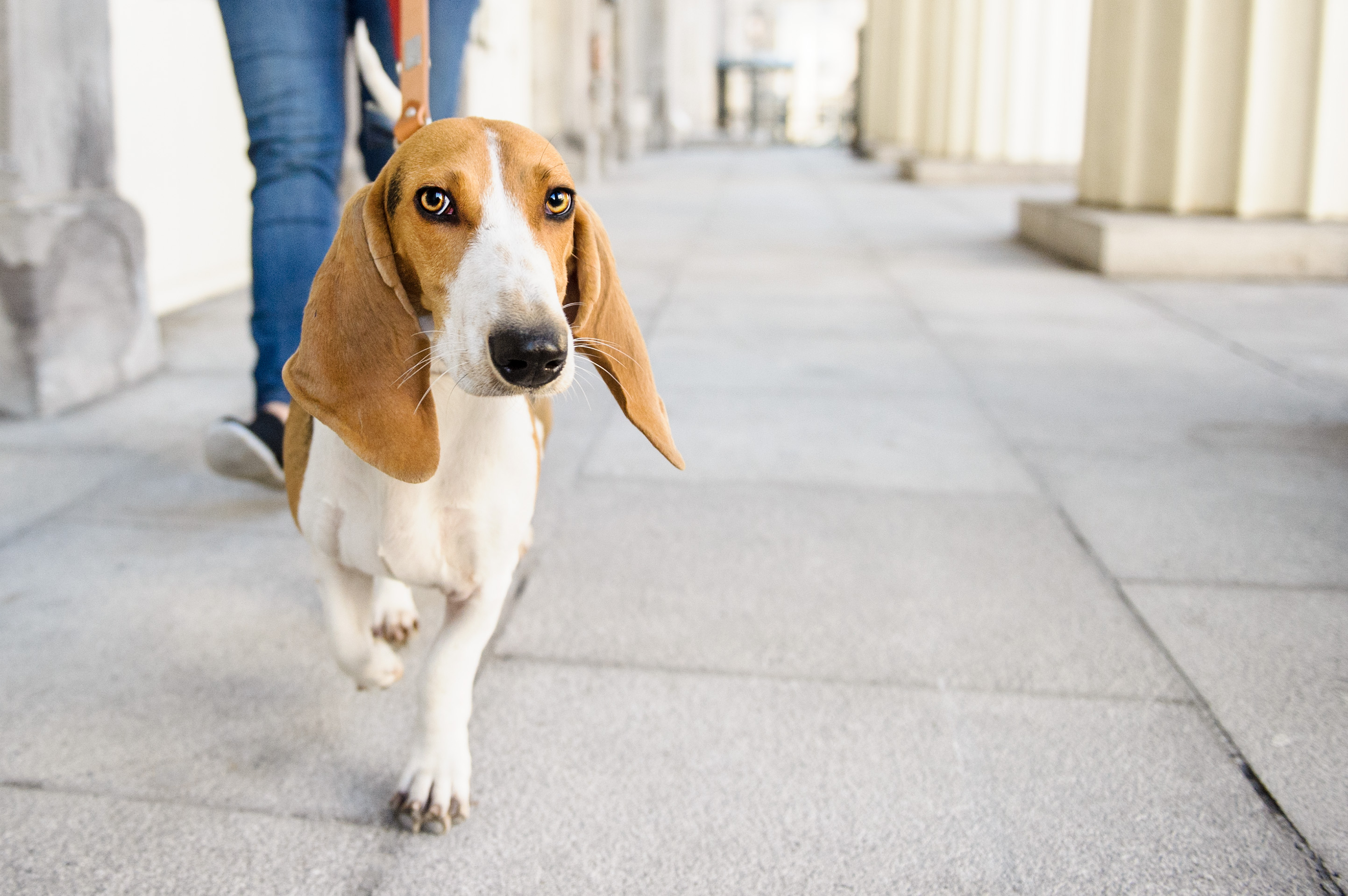 Dog Walking & Puppy Care